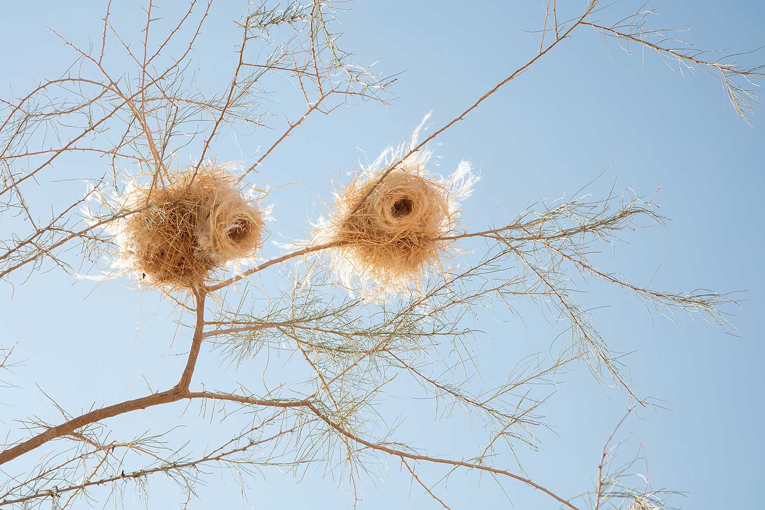 Weavers nests . Namibia