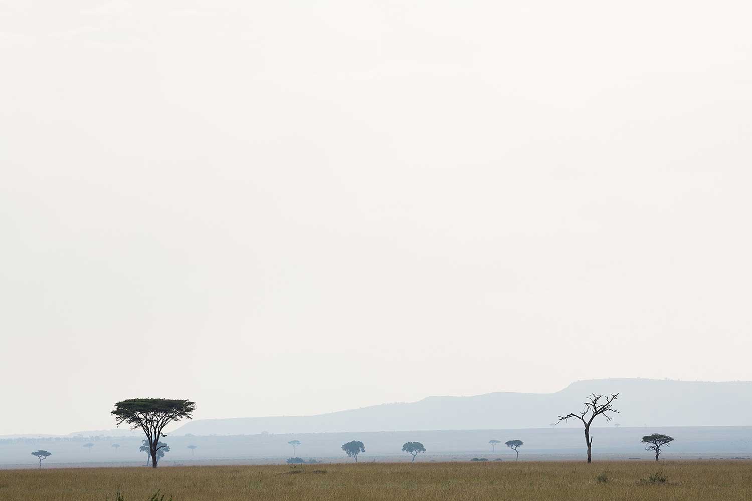 Serengeti. Tanzania